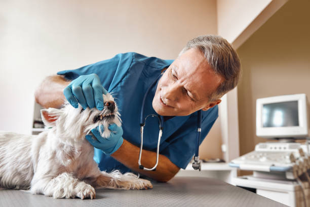 Best Holiday Emergency Dentist in Little River, SC